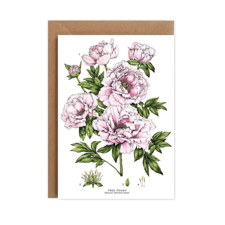 Peony Blank Greeting Card