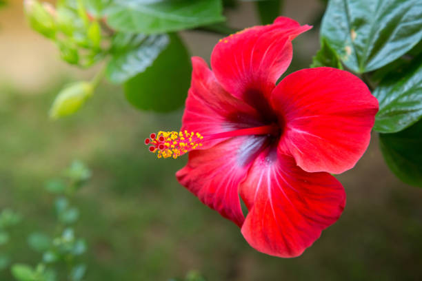 Hibiscus Flower Bath Salt